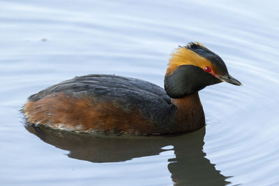 Duck swimming in lake