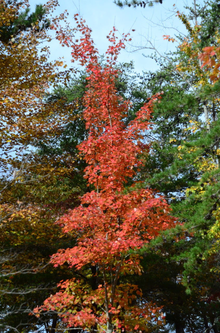 LOW ANGLE VIEW OF RED FLOWERING TREES IN FOREST