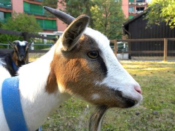 Close-up of goat on field