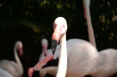 Close-up of bird