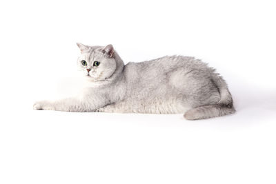 Portrait of cat relaxing on white background