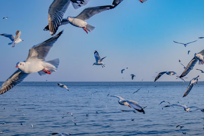 Flock of seagulls flying over sea against sky