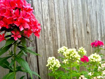 Close-up of pink flowers