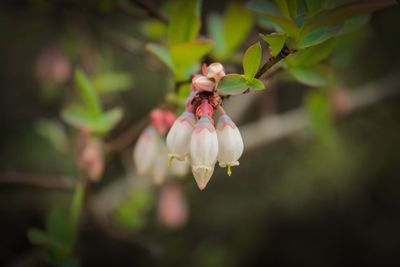 Close-up of pink flowers