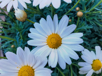 Close-up of white daisy flower