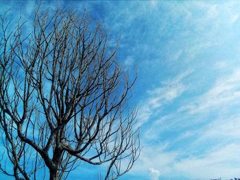 Low angle view of bare tree against blue sky