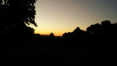 Silhouette of trees at sunset