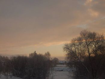 Bare trees at sunset