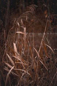 Close-up of dried plant on field