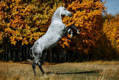 Side view of horse on field during autumn