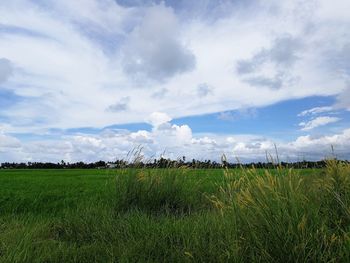 Scenic view of agricultural field against sky