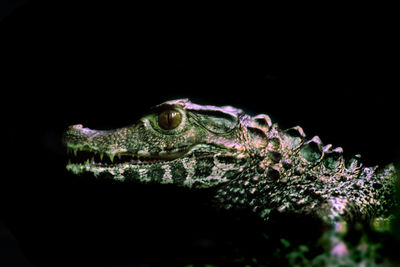 Close-up of a lizard over black background