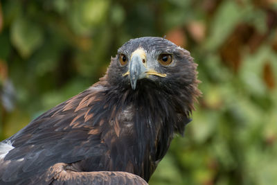 Close-up of eagle against blurred background