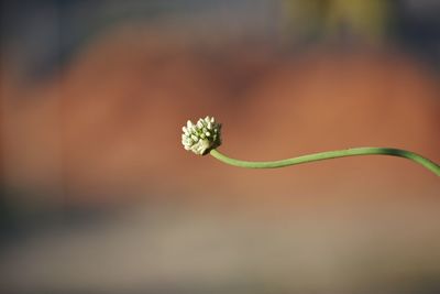 Close-up of red flowering plant