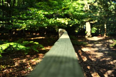 View of trees in forest