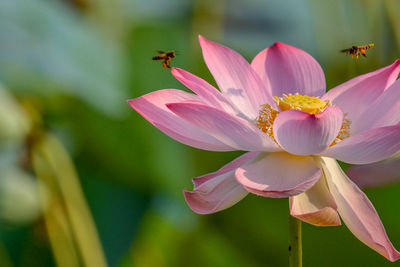 Close-up of bee on pink flower