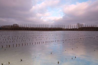 Flock of birds in lake against sky