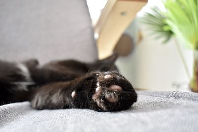 Close-up of a dog resting on bed