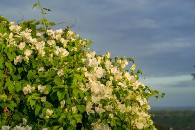 Close-up of flowering plant against sky