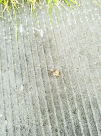 High angle view of ladybug on sand