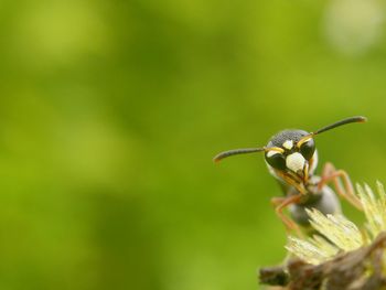 Close-up of insect