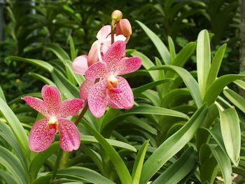 Close-up of pink flowers blooming outdoors