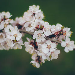 Close-up of white flowers on tree