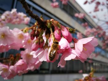 Close-up of pink cherry blossoms