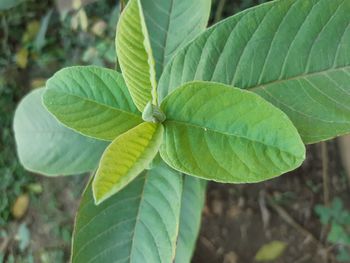 High angle view of green leaves