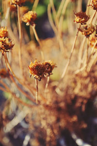 Close-up of honey bee on grass