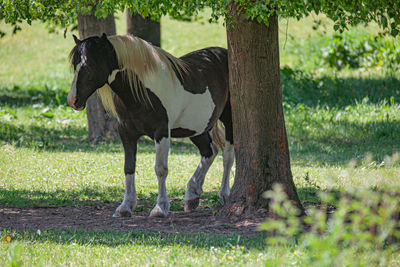 Horses in a field