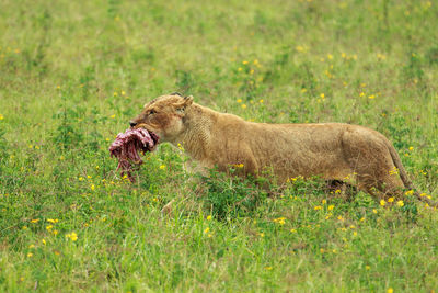 Lioness carrying meat walking on field