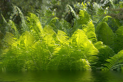 Close-up of green leaves on tree in forest