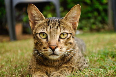 Close-up portrait of cat