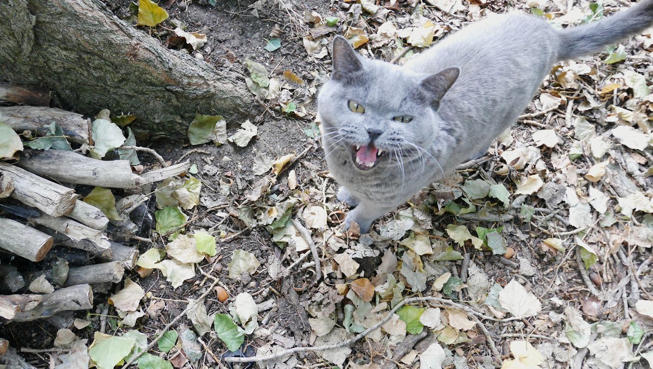 PORTRAIT OF CAT ON FIELD