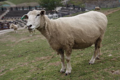 Sheep standing in a field