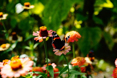 Close-up of butterfly pollinating on flower