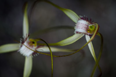 Close-up of butterfly pollinating flower