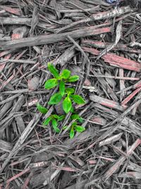 High angle view of dry leaves on land