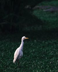 Side view of a bird on field