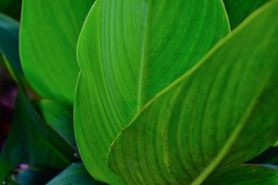 Close-up of green leaves