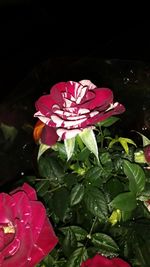 High angle view of pink flowers blooming in water