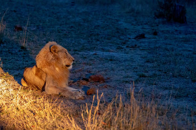 Lioness drinking water