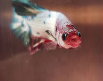 Close-up of fish swimming in sea