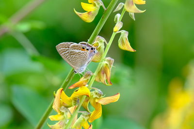 Close-up of butterfly pollinating on yellow flower