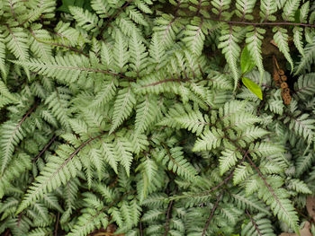 Full frame shot of pine tree