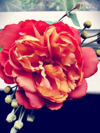 Close-up of red flowers