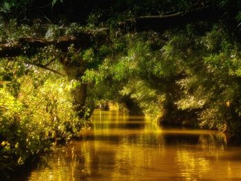 Reflection of trees in lake