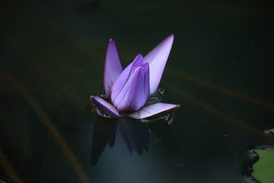 Close-up of lotus water lily in lake