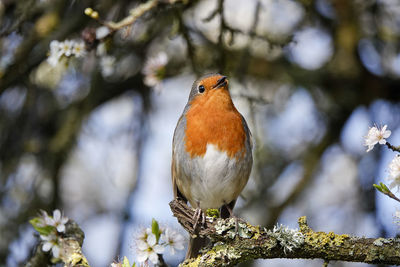 Close-up of a bird perching on branch